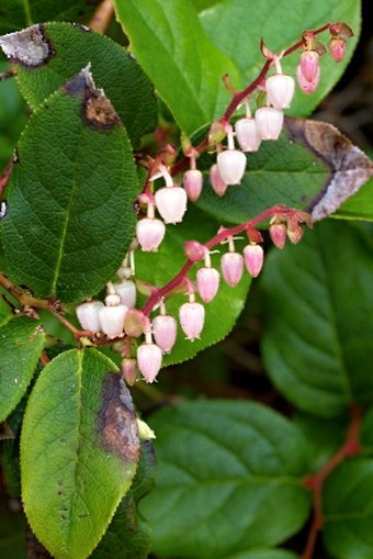 Gaultheria shallon