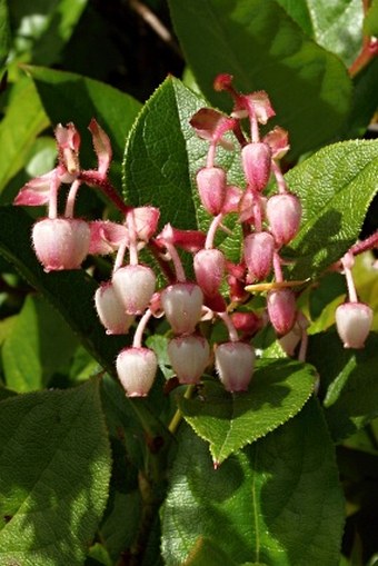 Gaultheria shallon