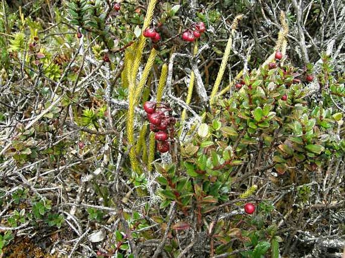 Gaultheria myrsinoides