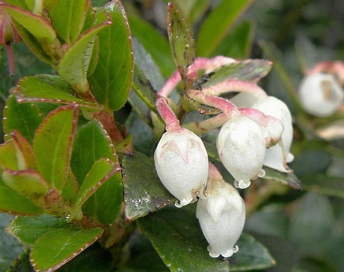 Gaultheria myrsinoides