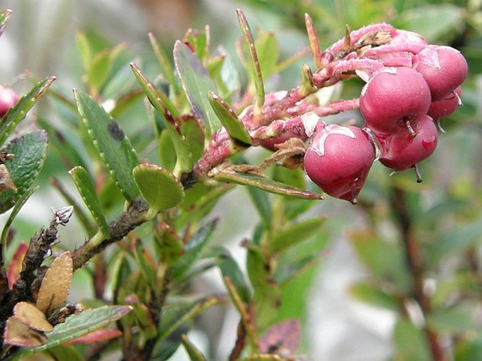 Gaultheria myrsinoides