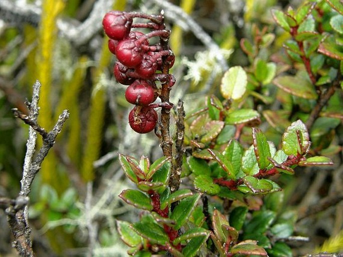 Gaultheria myrsinoides