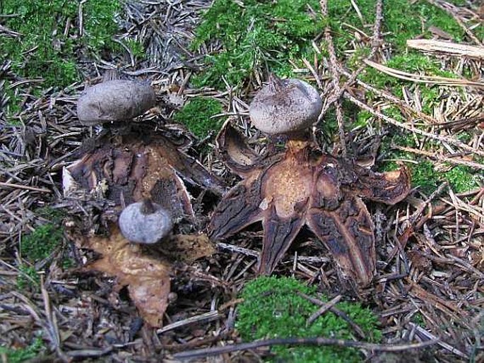 Geastrum pectinatum