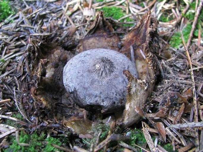 Geastrum pectinatum