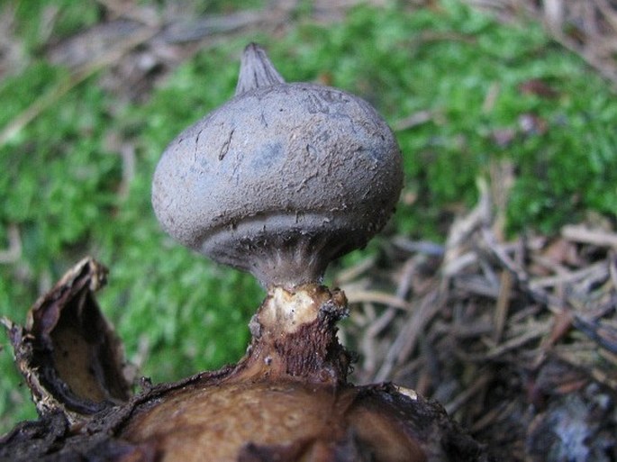 Geastrum pectinatum