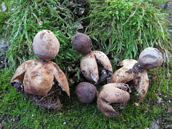 Geastrum quadrifidum