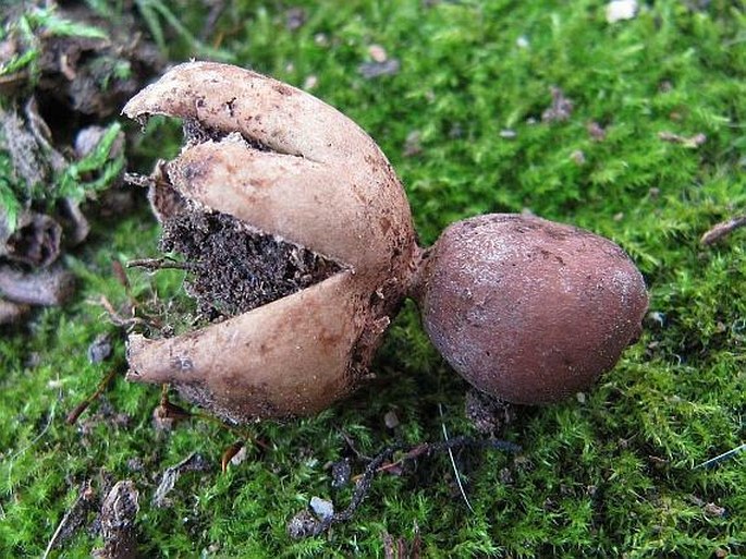 Geastrum quadrifidum