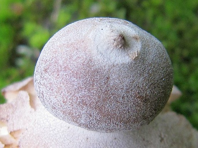 Geastrum quadrifidum