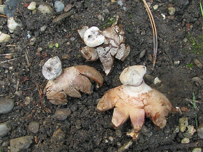 Geastrum striatum