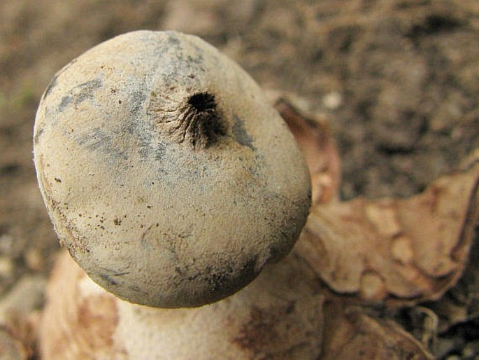 Geastrum striatum