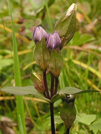 Gentianella campestris subsp. baltica