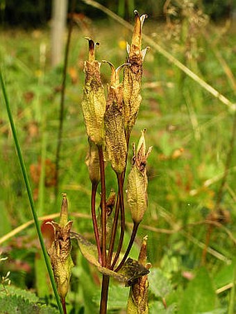 Gentianella campestris subsp. baltica