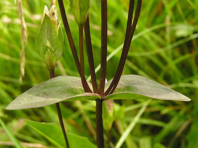 Gentianella campestris subsp. baltica