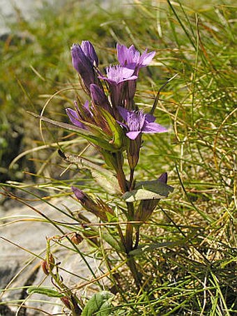 Gentianella fatrae