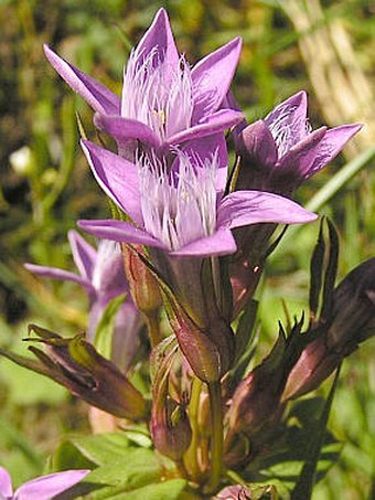 Gentianella fatrae