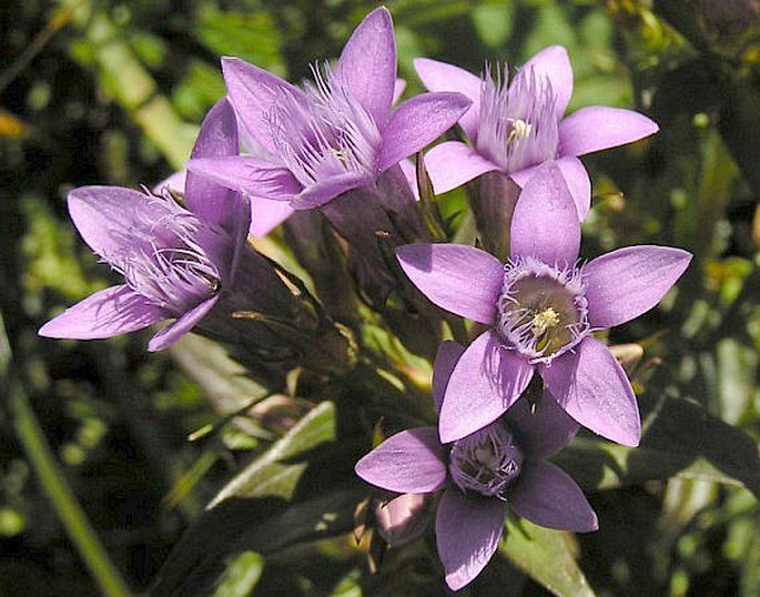 GENTIANELLA FATRAE (Borbás) Holub – hořeček fatranský / horček fatranský