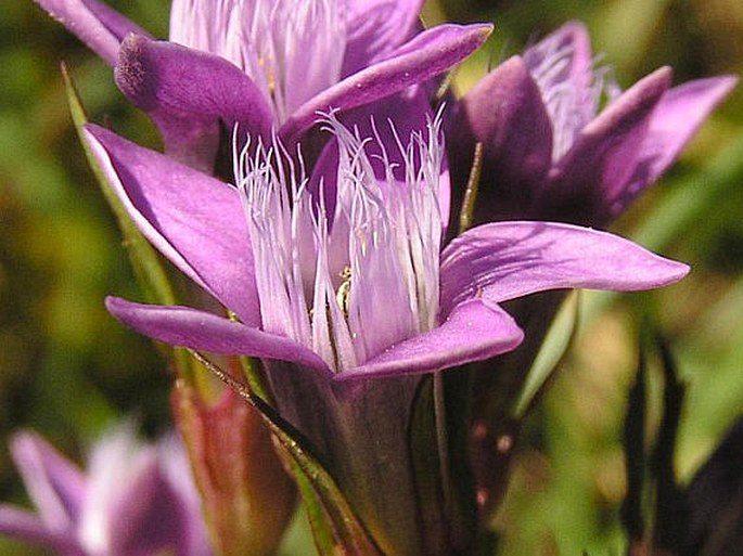 Gentianella fatrae