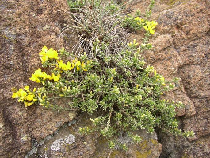 Genista pilosa