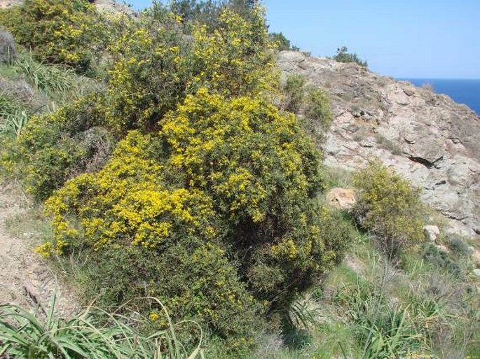 Genista fasselata