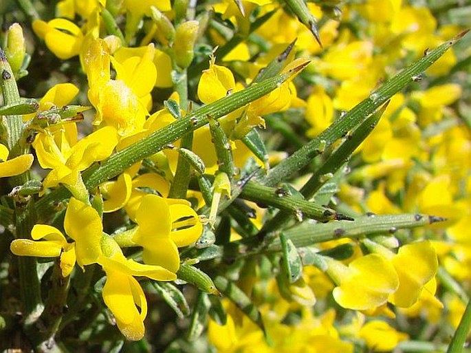 Genista fasselata