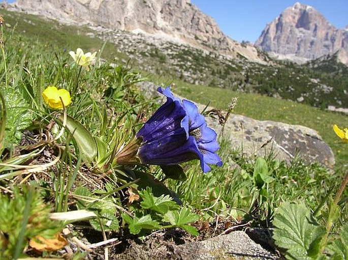 Gentiana acaulis