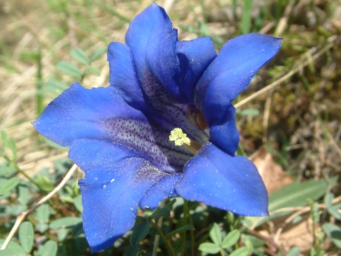 GENTIANACEAE Juss. – hořcovité / horcovité