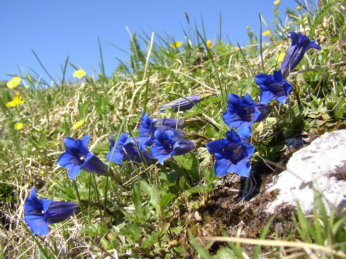 Gentiana clusii