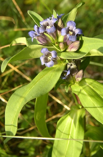 Gentiana cruciata