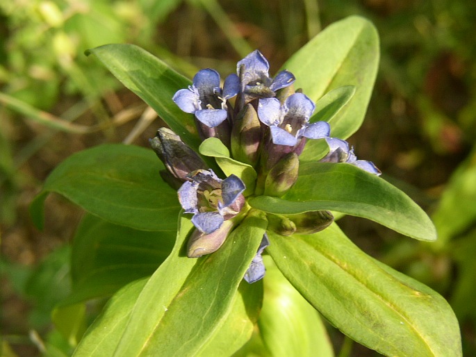 Gentiana cruciata