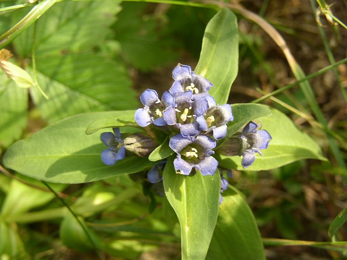 Gentiana cruciata