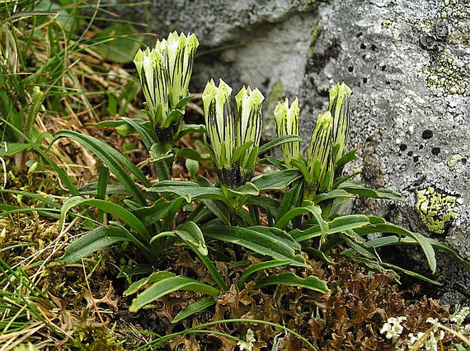 GENTIANA FRIGIDA Haenke - hořec chladnomilný / horec ľadový