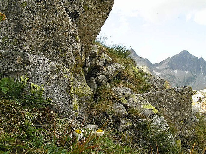 Gentiana frigida