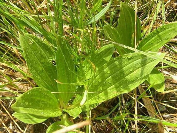 Gentiana punctata