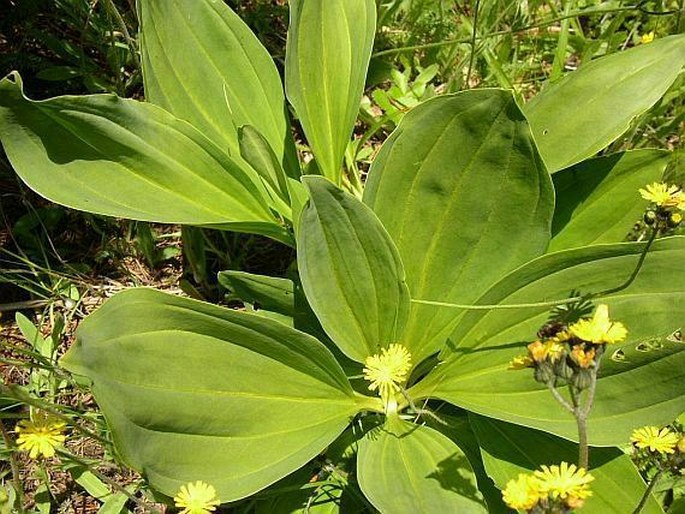 Gentiana lutea