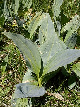 Gentiana lutea