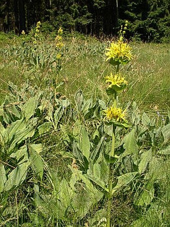 Gentiana lutea