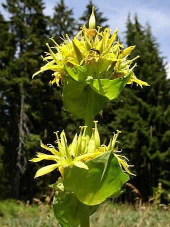 Gentiana lutea