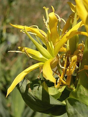 Gentiana lutea