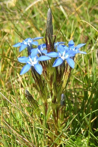 Gentiana nivalis