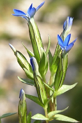 Gentiana nivalis