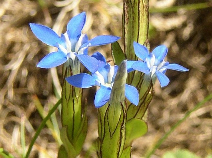 Gentiana nivalis