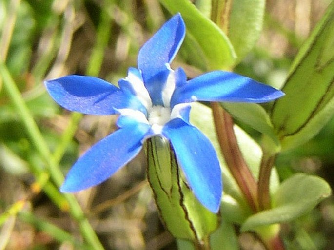 Gentiana nivalis