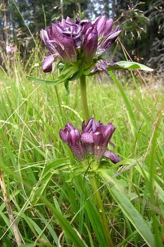 Gentiana pannonica