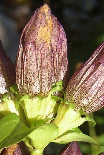 Gentiana pannonica