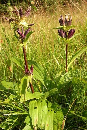 Gentiana pannonica