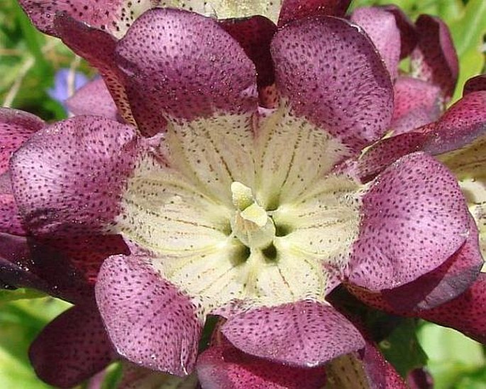 Gentiana pannonica