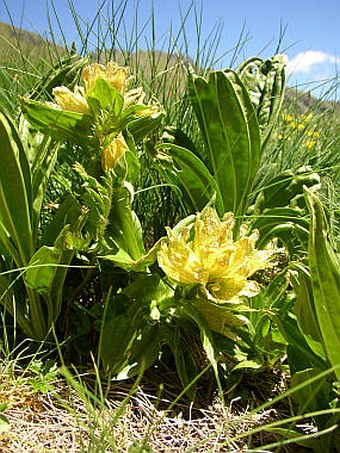 Gentiana punctata