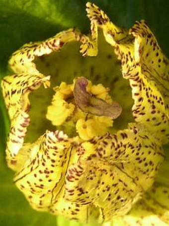 Gentiana punctata