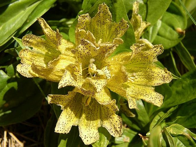 GENTIANA PUNCTATA L. - hořec tečkovaný / horec bodkovaný