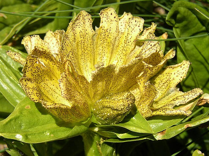 Gentiana punctata